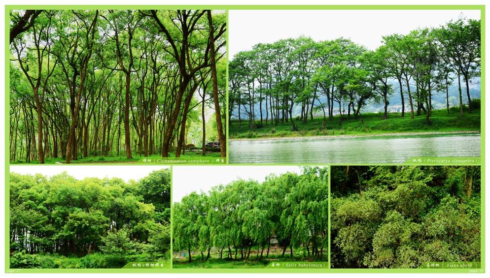 說明: E:\2015\2015新寧濕地公園\報國家局材料\新寧圖冊JPG\2-2.jpg
